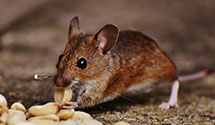 24 Hour & Emergency Exterminators in Glenfield, NY